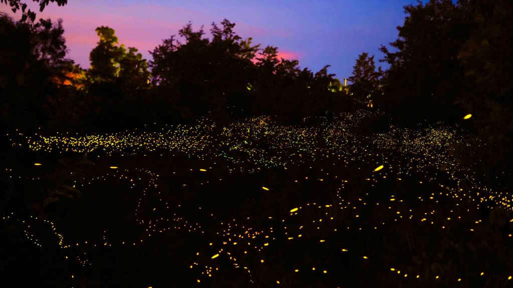 Experience the magical fireflies festival in Purushwadi, India