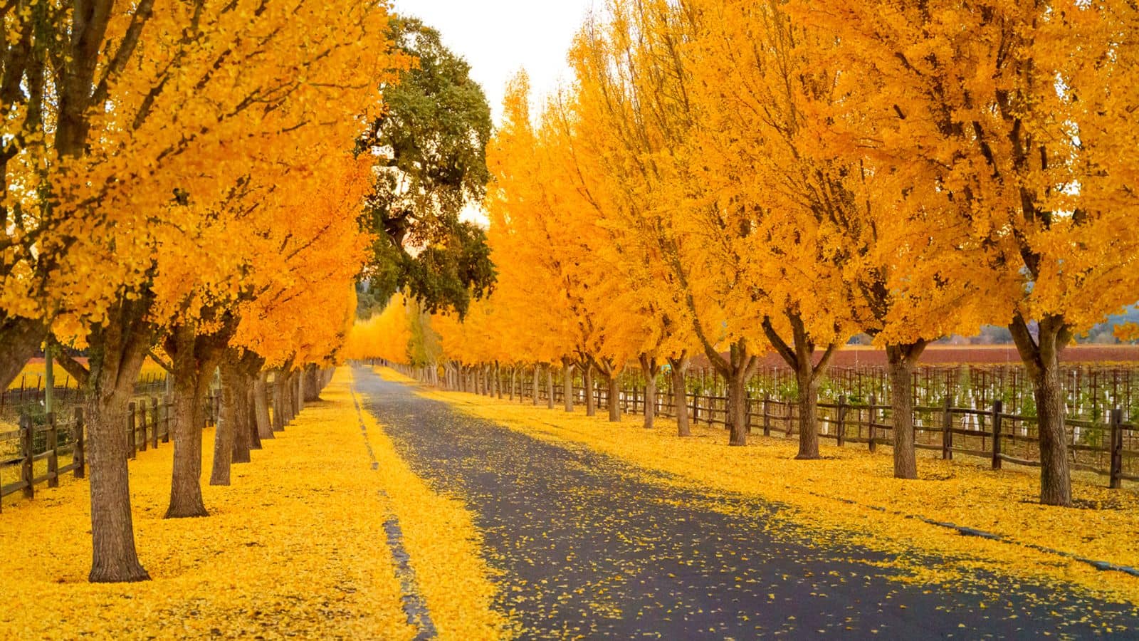 Experience Napa Valley's autumn splendor: Things to do