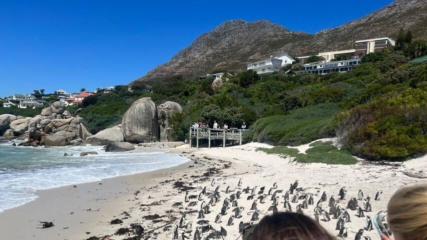 Marvel at Boulders Beach's penguin paradise, South Africa