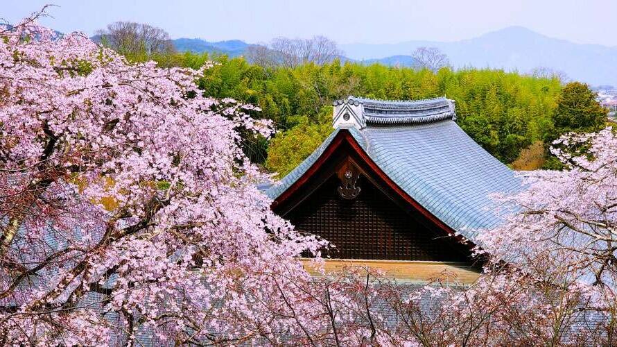 Visit these Kyoto places to capture the beautiful cherry blossom