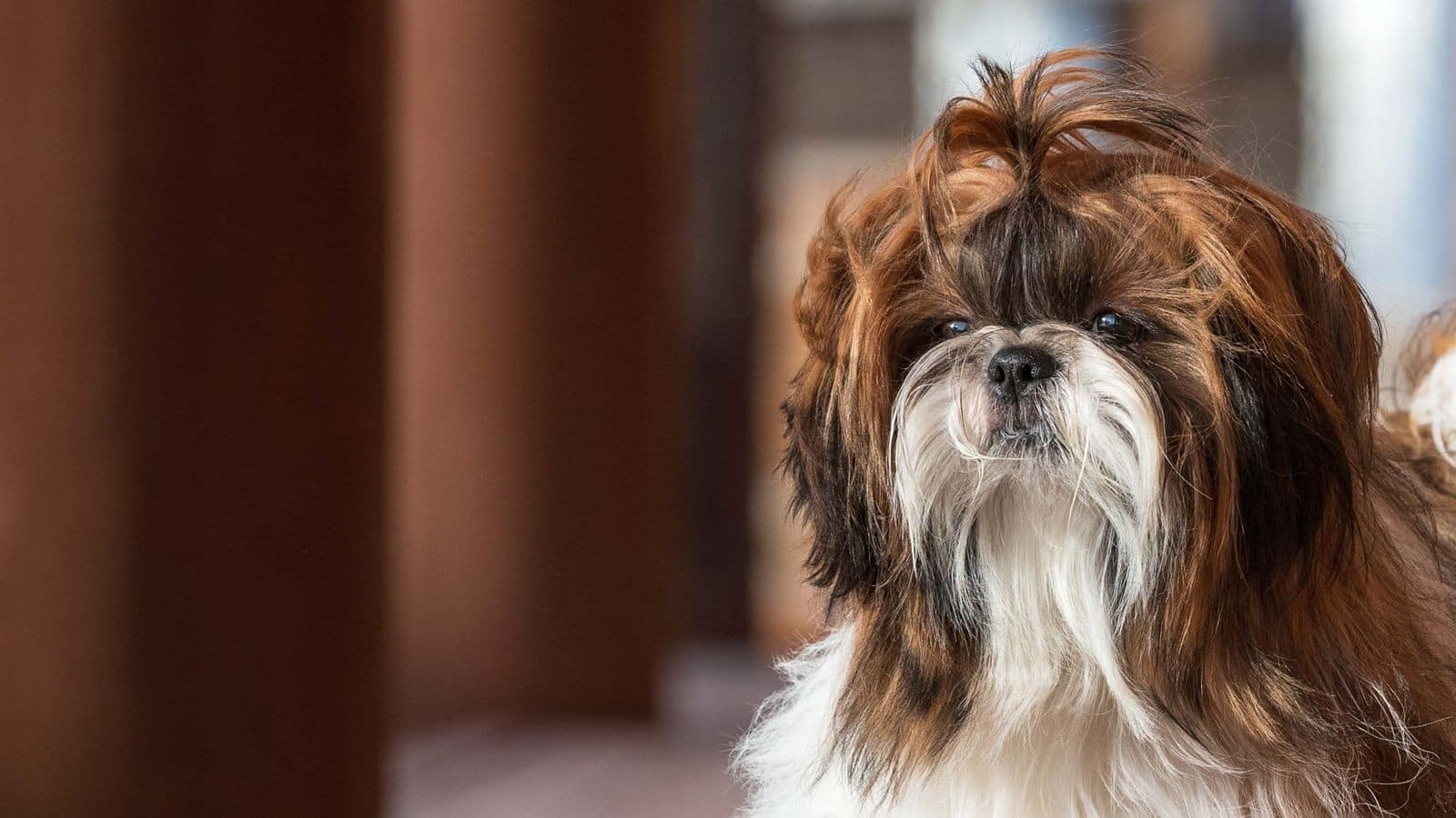 Easing Shih Tzu anxiety: Practical strategies to follow