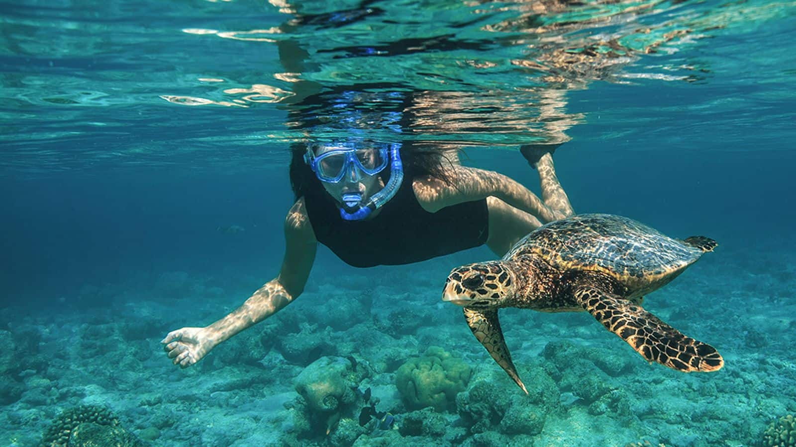Unveil the underwater paradise with a snorkeling safari in Maldives