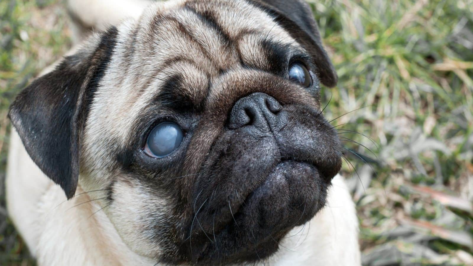 Pug eye care: Tips for keeping your pet's vision clear