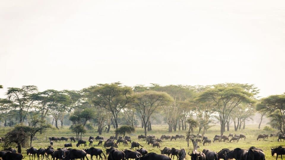 Witness the Great Migration in Serengeti National Park in Tanzania