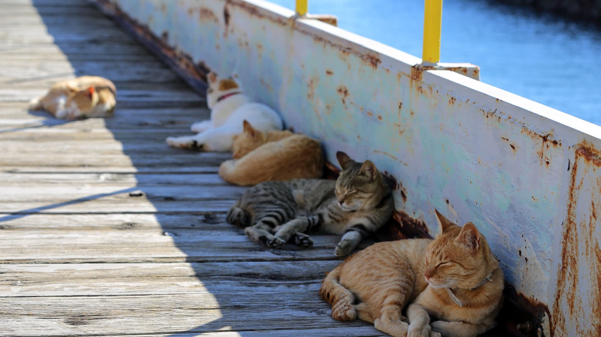 Head over to Tashirojima: Japan's enchanting cat island