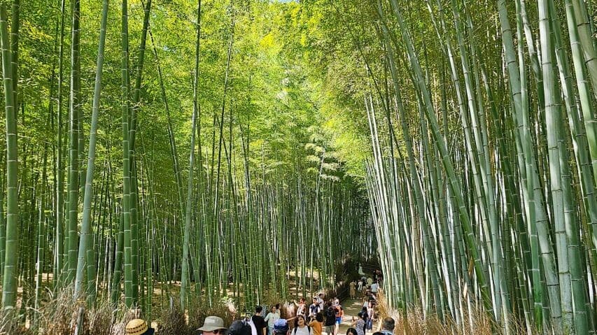 Stroll through Kyoto's enchanting bamboo grove