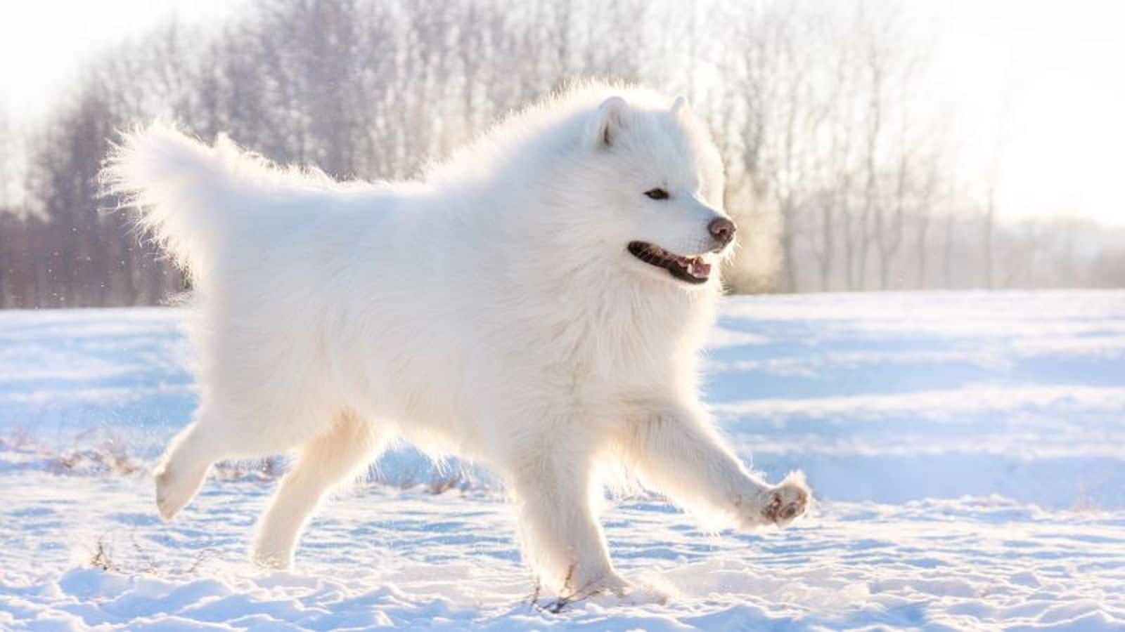 Take care of your Samoyed's coat with these tips