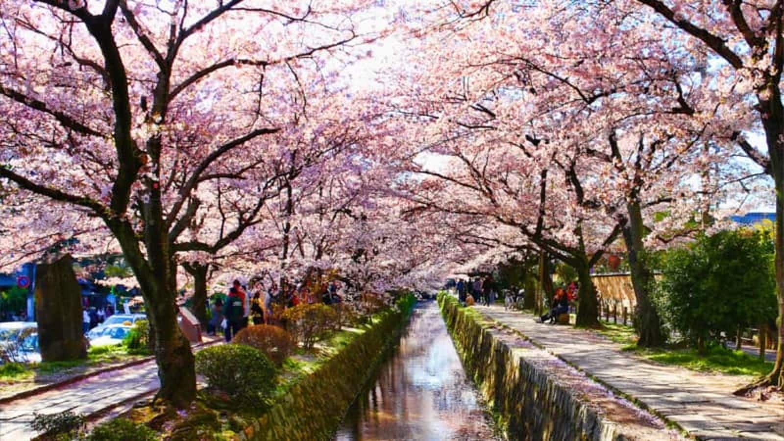 Japan is perfect to witness stunning cherry blossom trails