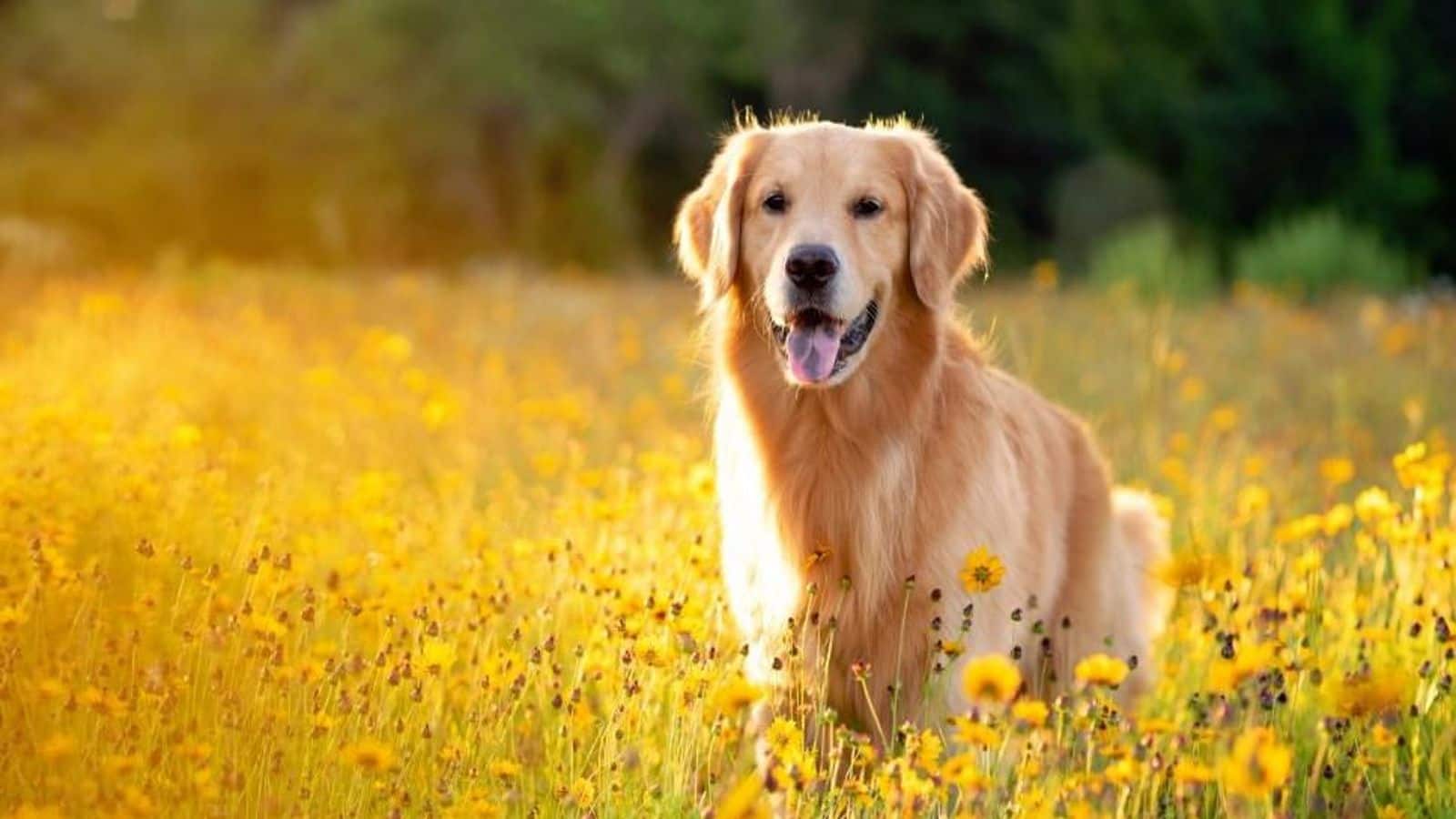 Take note of these Golden Retriever training tips