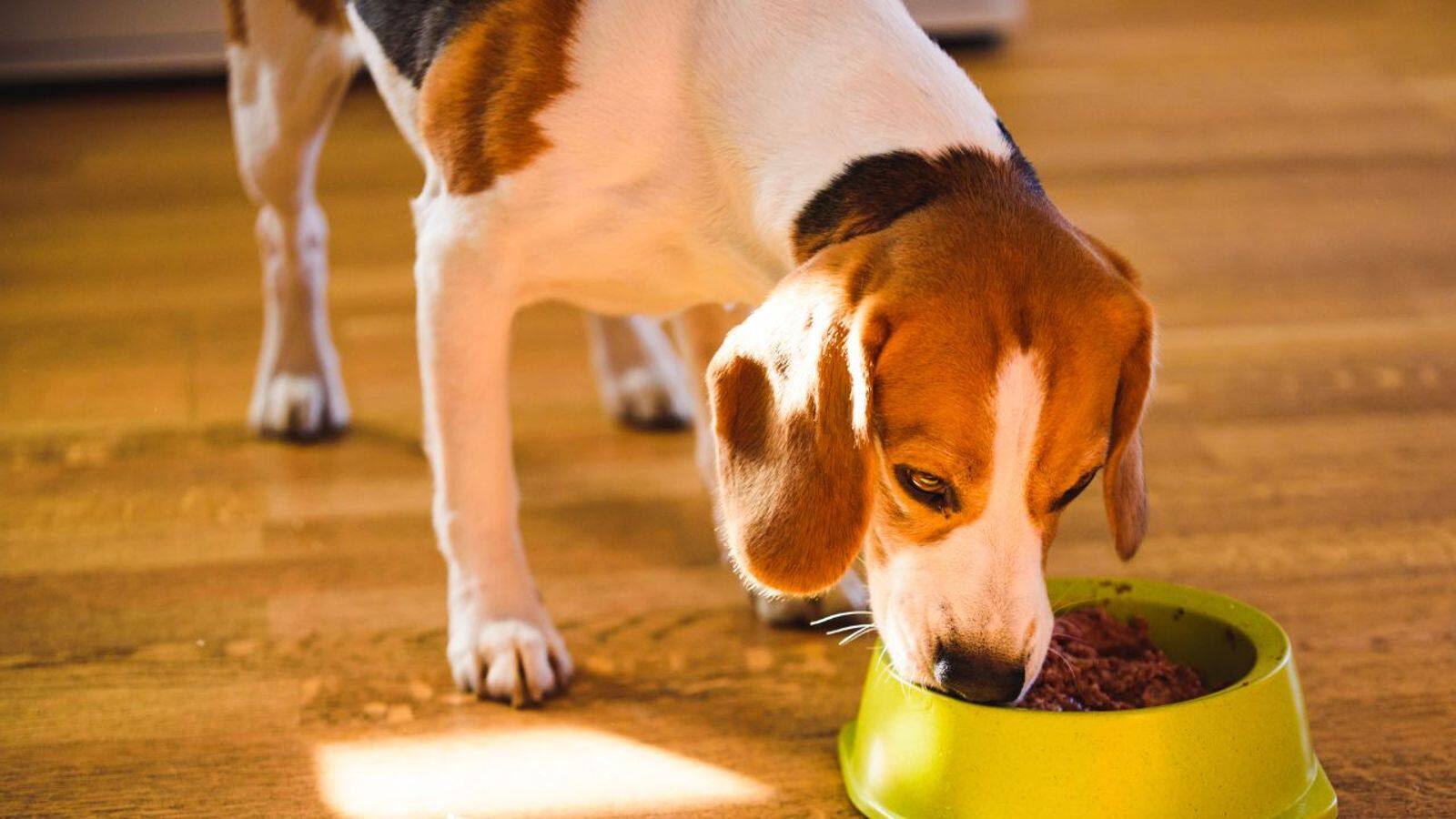 Crafting a balanced diet for your Beagle