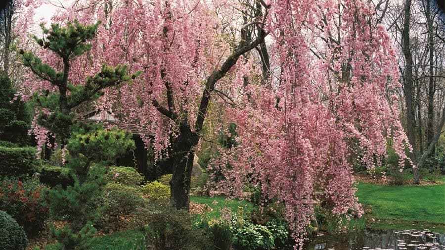 Washington D.C.'s cherry blossom season: A spectacular sight to capture