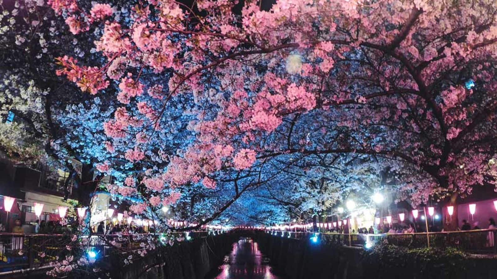 A guide to enjoying Tokyo's enchanting sakura evenings