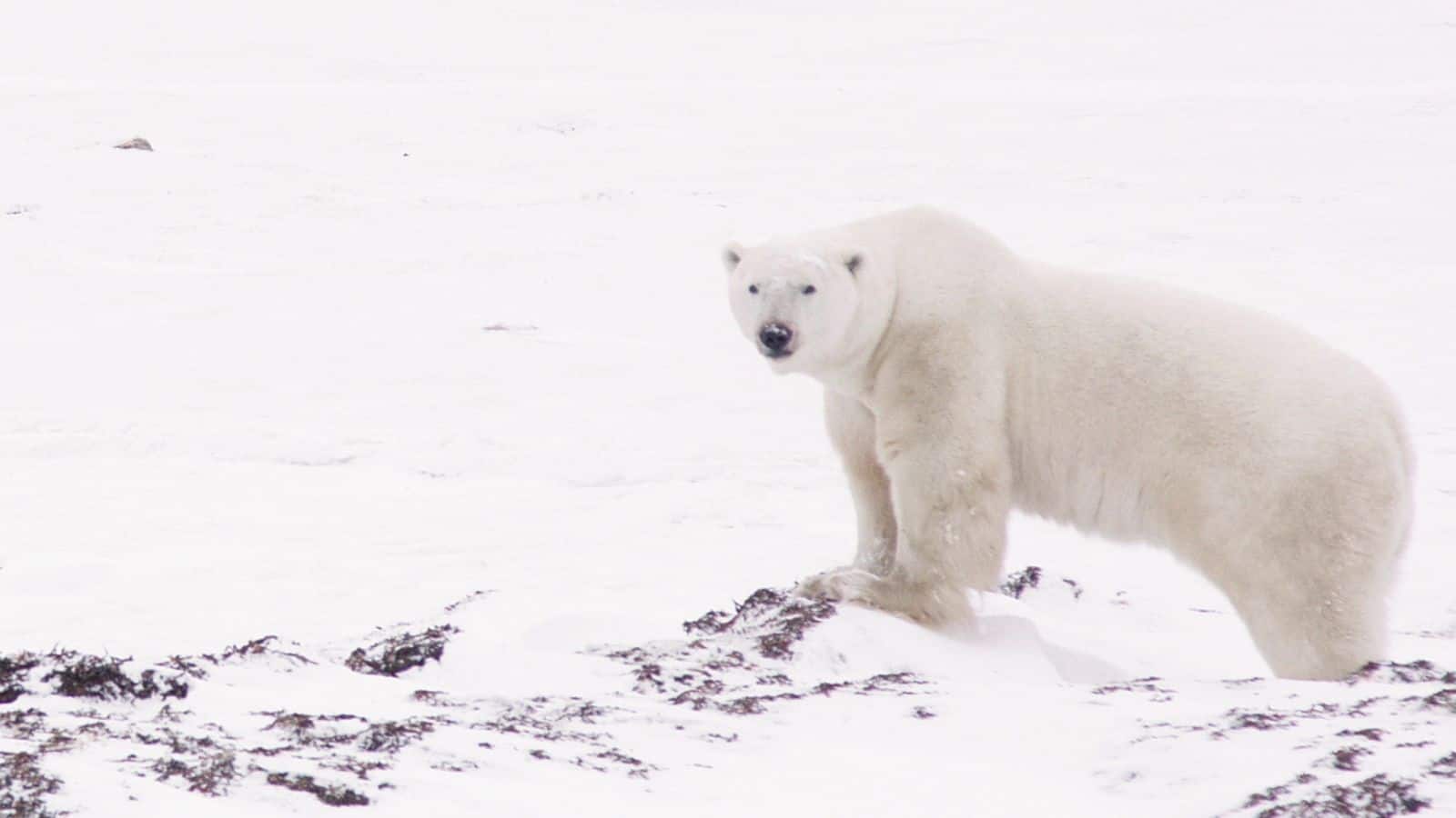 Encounter the majestic polar bears of Churchill, Canada