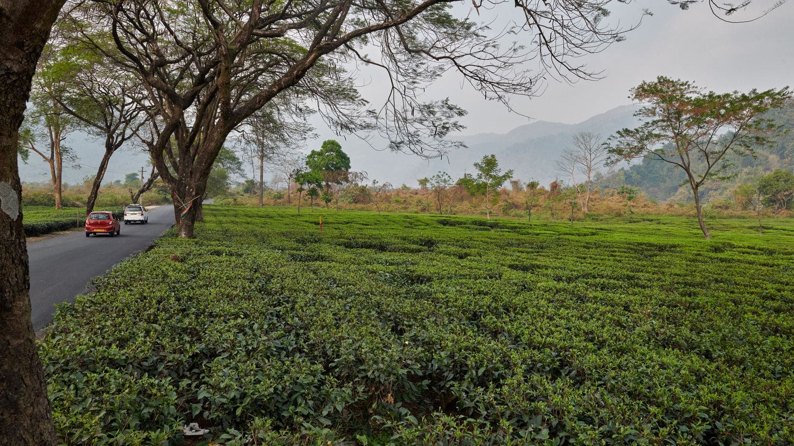 Head over to Darjeeling's enchanting tea garden escapes