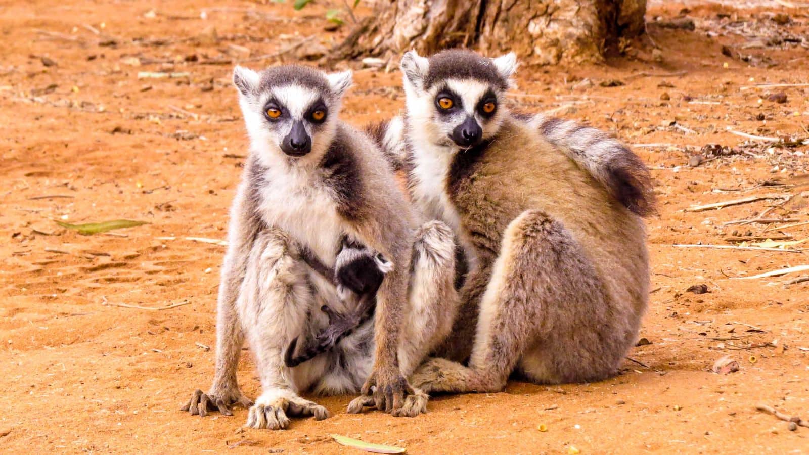 Go to Madagascar for an enchanting family adventure: A guide