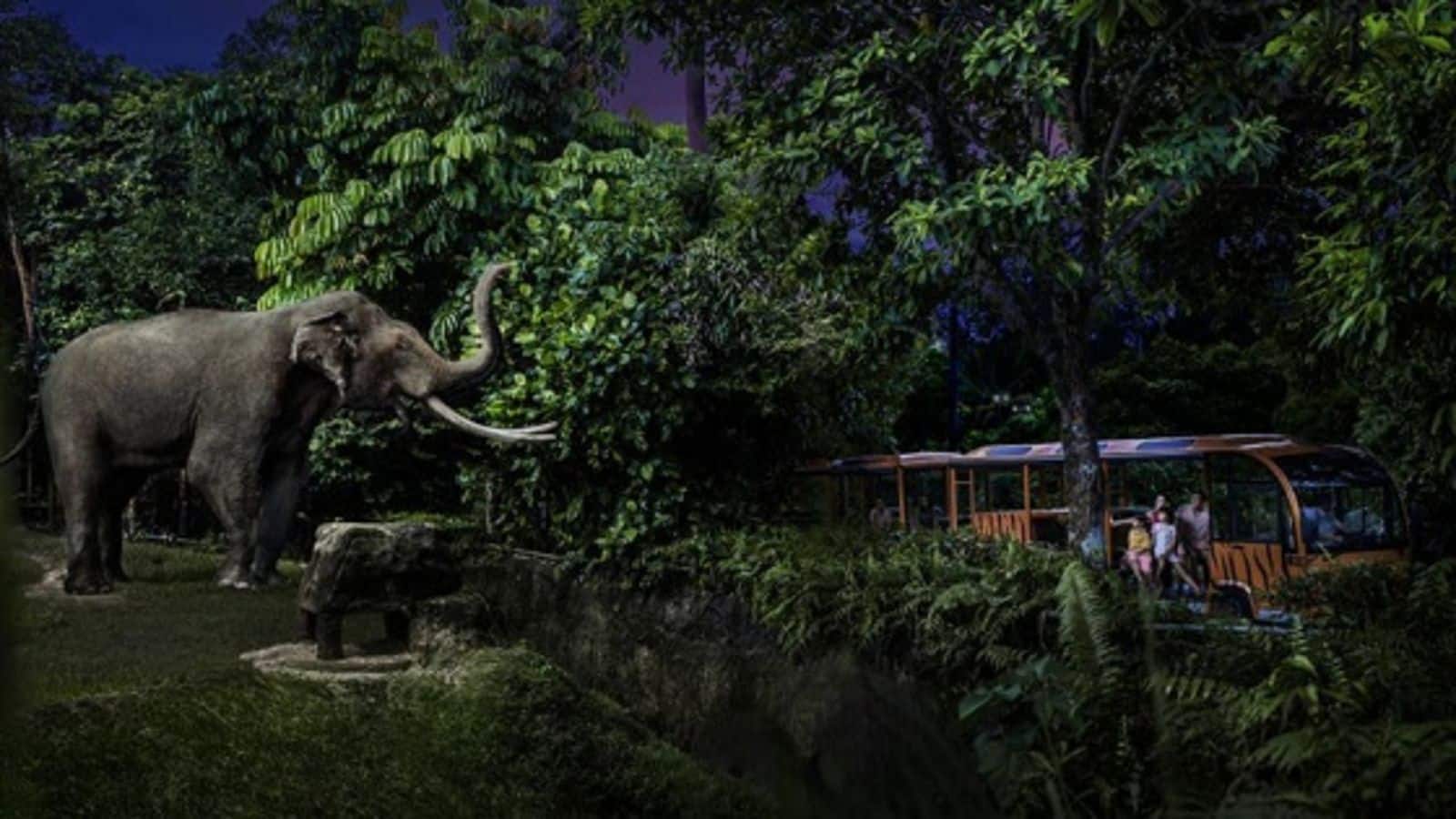Experience the magic of Singapore's night safari