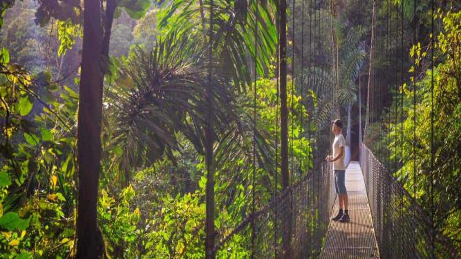 Soar through Costa Rica's verdant canopies