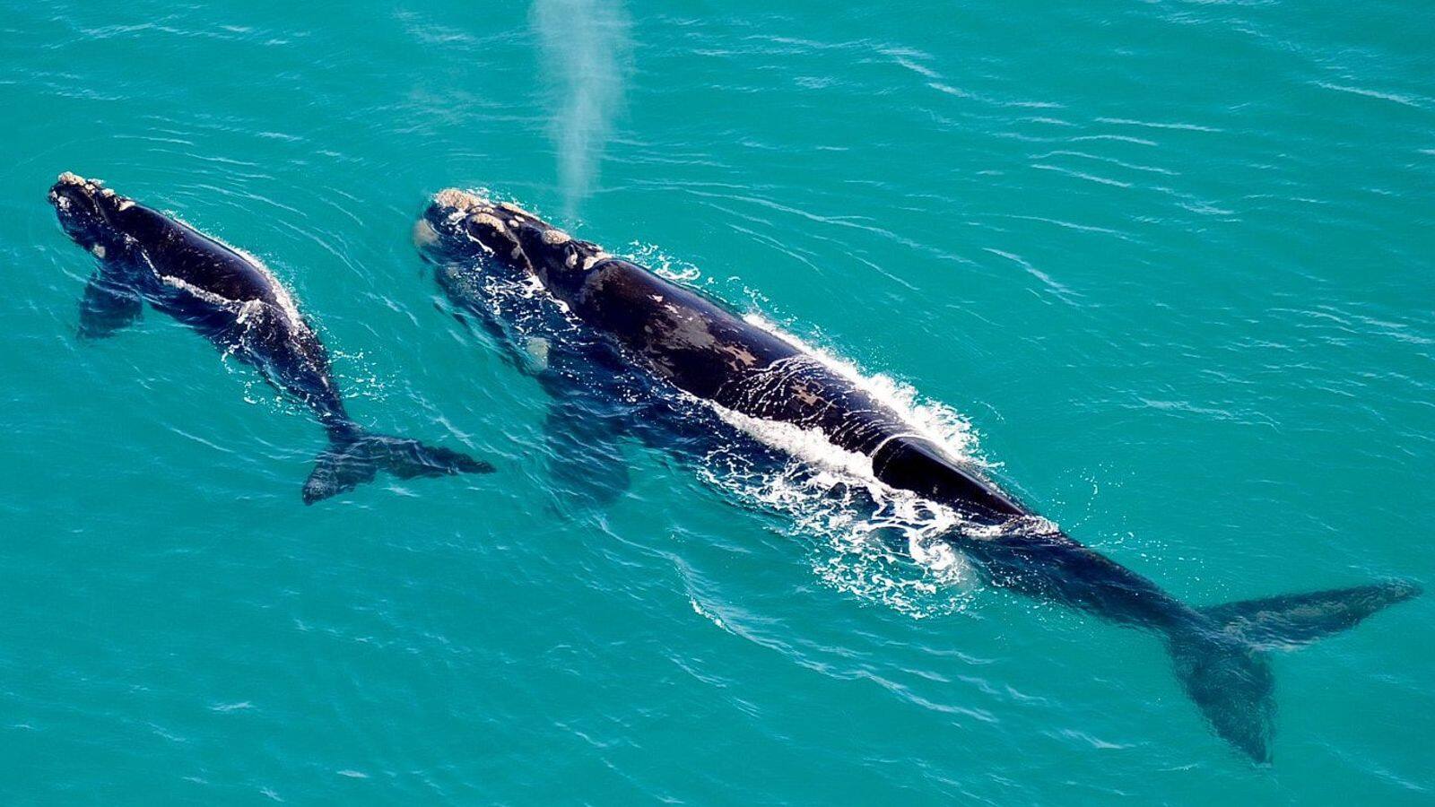 Whale-watching adventures in Hermanus, South Africa