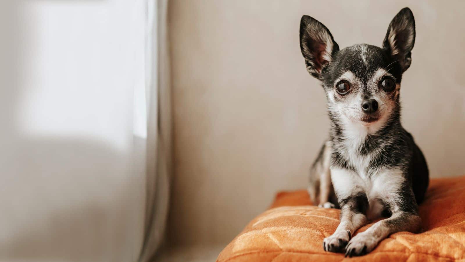 How to make your Chihuahua more confident and social