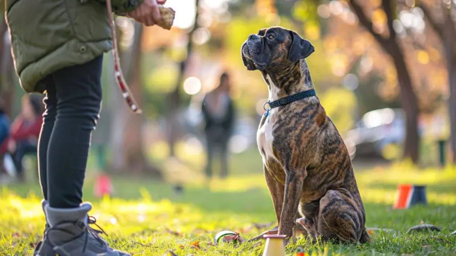 How to shape a balanced temperament in Boxer dogs