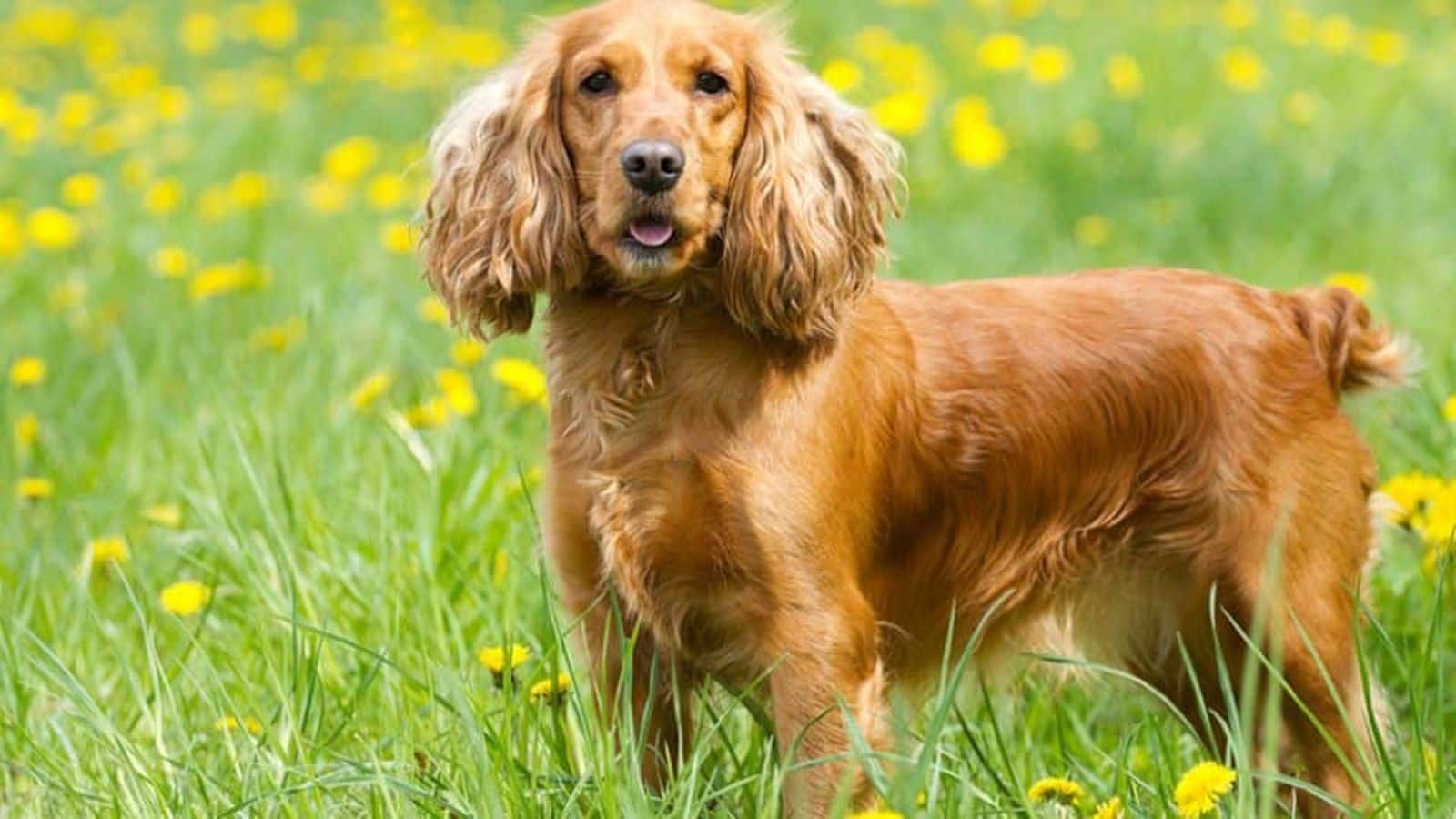 How to take care of your Cocker Spaniel's coat