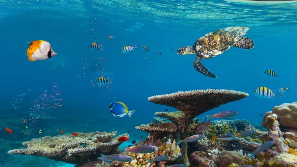 Unveiling the Great Barrier Reef, Australia's marine splendor