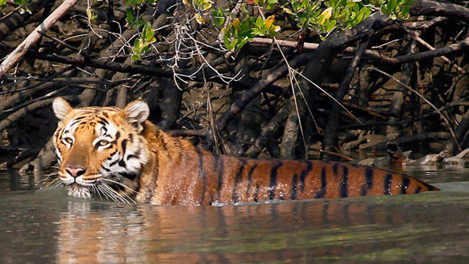 Embark on a tiger safari in Sunderbans, India
