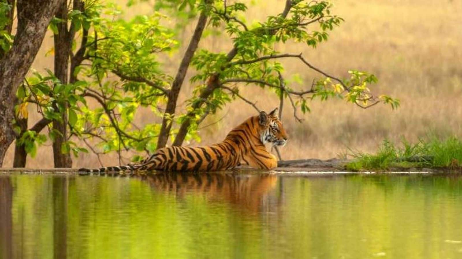 Thrilling tiger safari adventure in Ranthambore, India