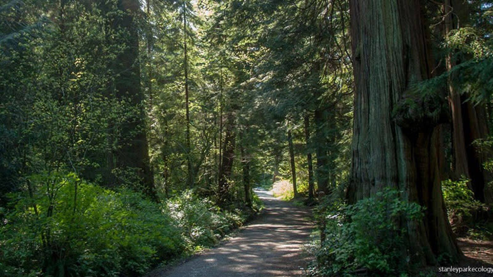 Vancouver's urban rainforests are perfect for nature lovers