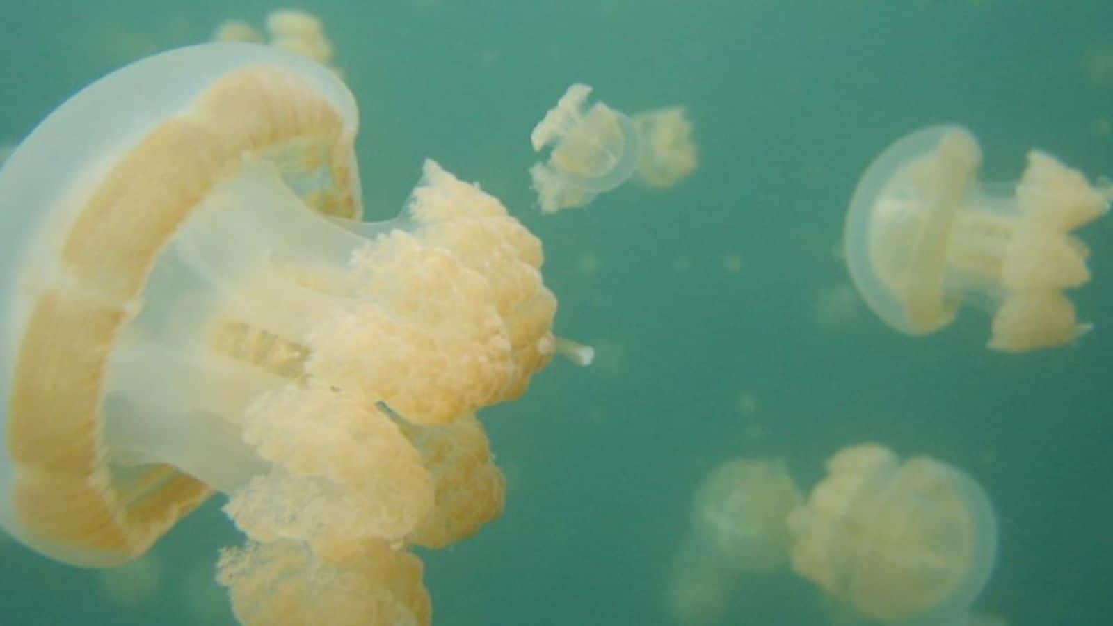 Dive into Palau's enchanting Jellyfish Lake