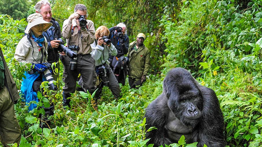 Go for gorilla trekking adventure in Volcanoes National Park, Rwanda