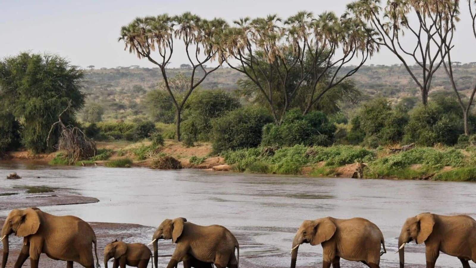 Explore Kenya's wild heart: Unforgettable safari experiences