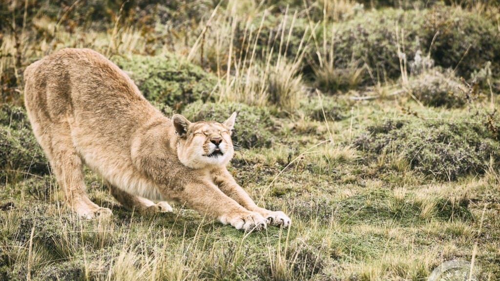 Patagonia's puma spotting guide: Best season, challenges, and more