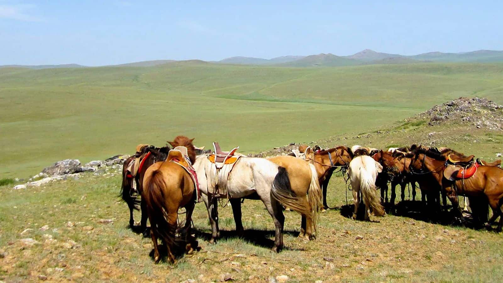 Gallop across the Mongolian steppe: Top recommendations