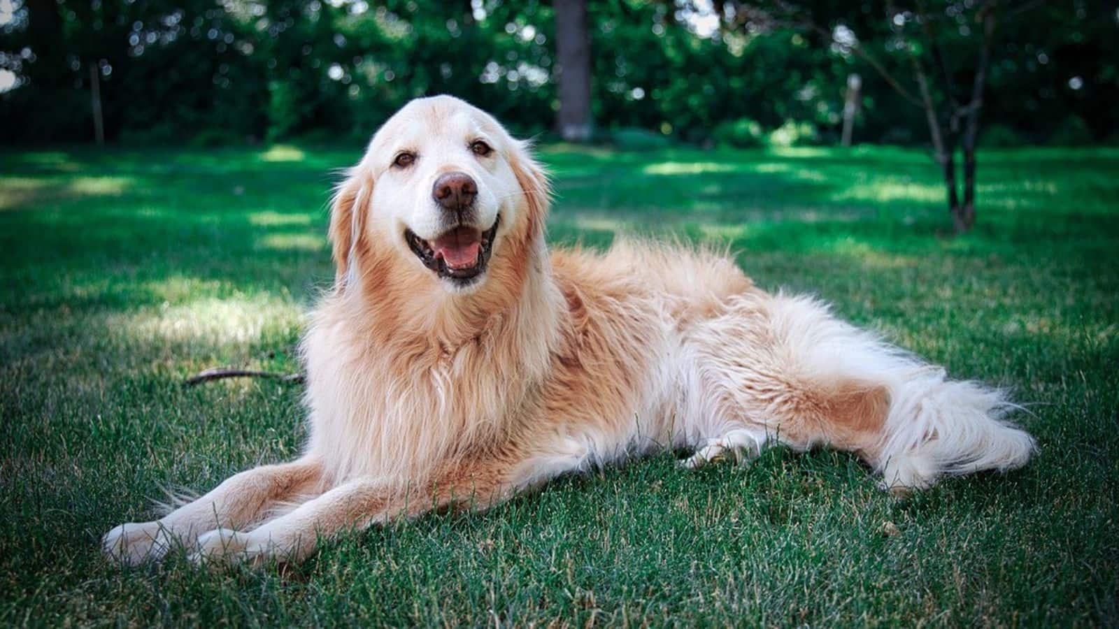Find out Golden Retriever's shedding management tips here