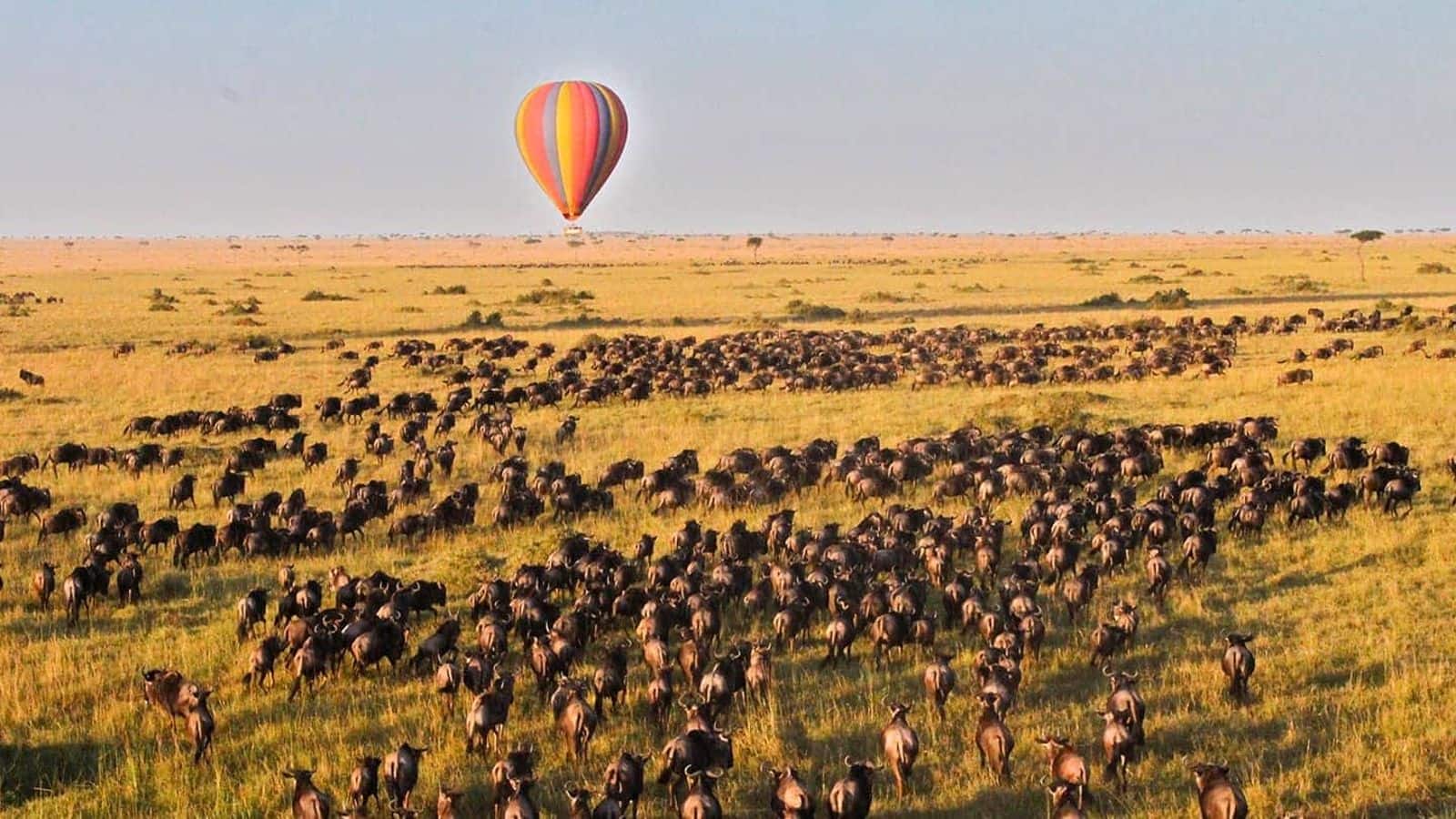 Thrilling safari in Maasai Mara, Kenya: Top recommendations