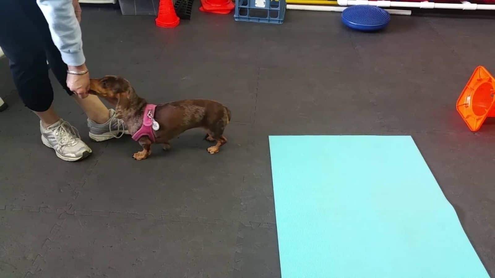 Strengthen your Dachshund's back with these tips