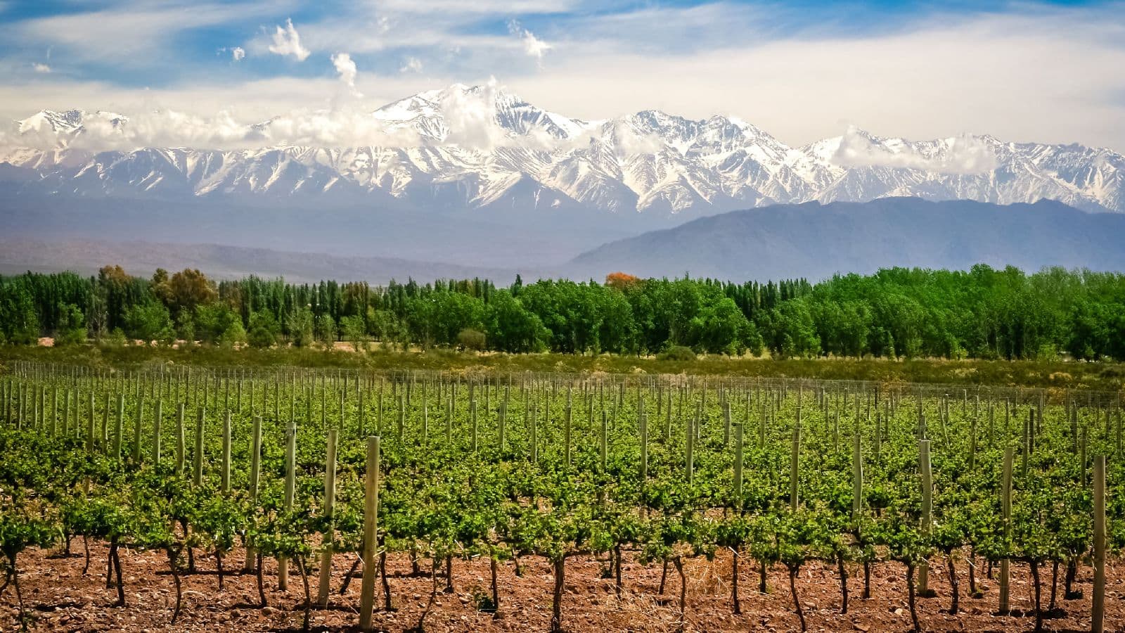 Take a journey through Mendoza, Argentina's popular vineyards