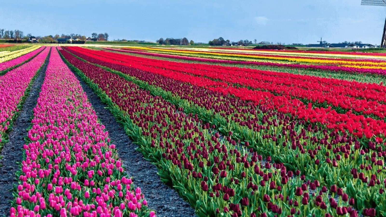 Tulip time: Witness spring splendor in the Netherlands