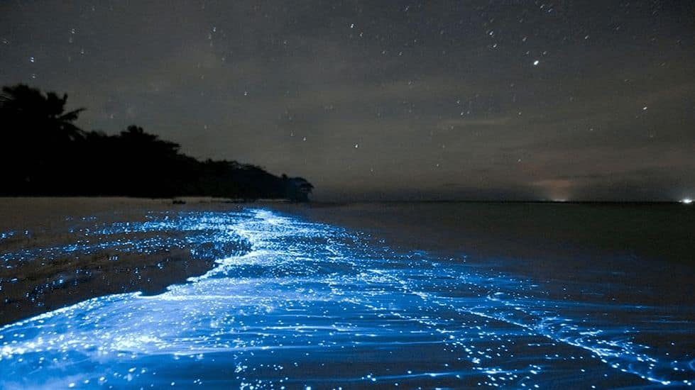 Marvel at Vaadhoo Island's bioluminescent beaches in Maldives