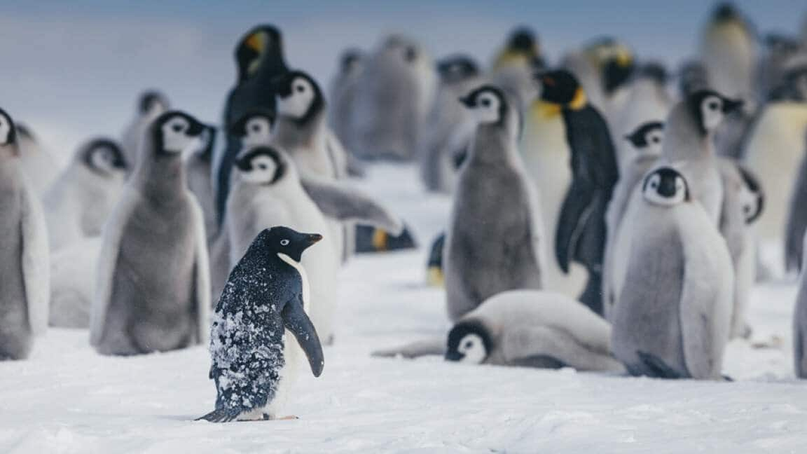 Antarctic expedition cruise: Encounter majestic emperor penguins