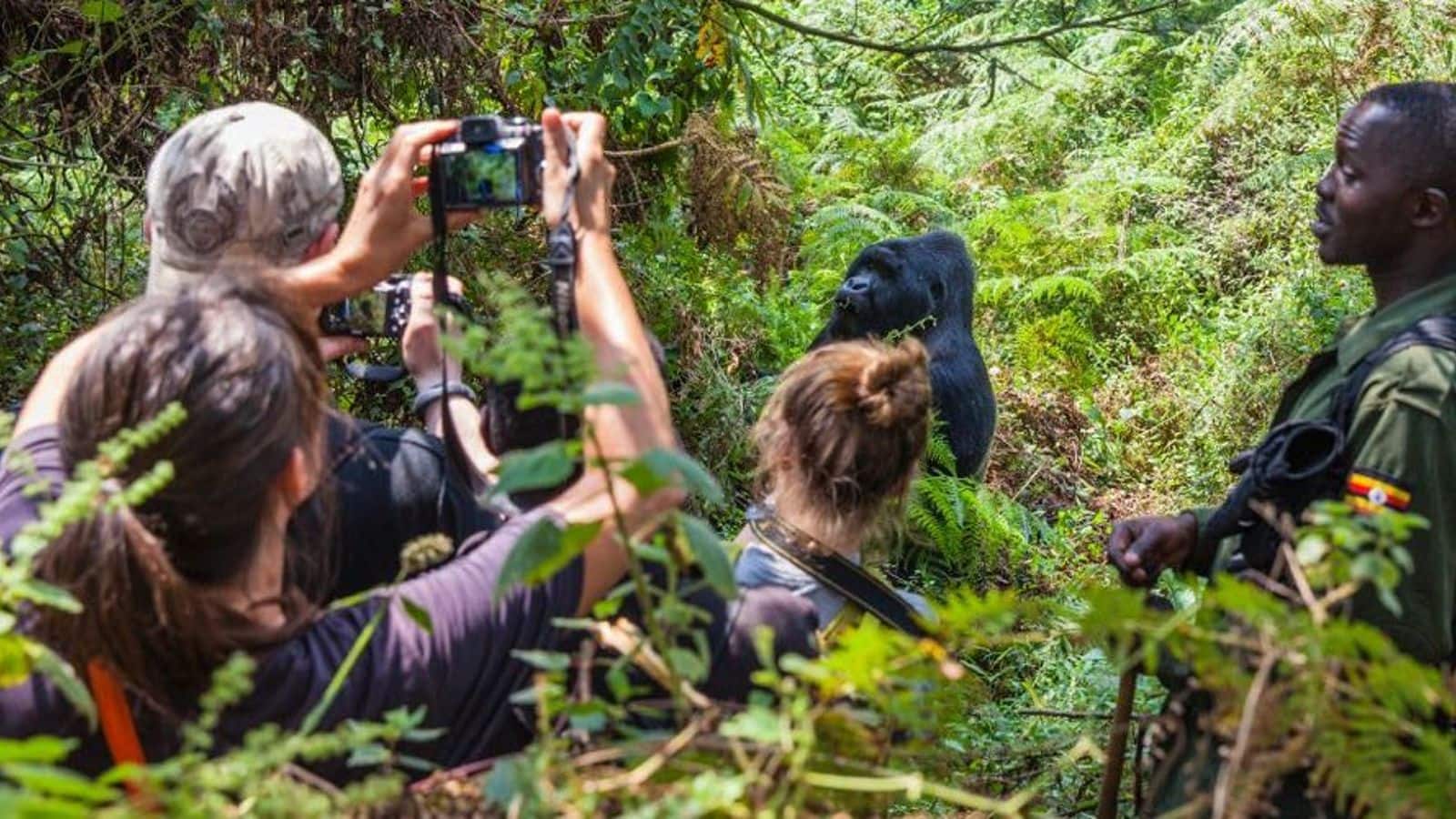 Unveiling the mystique of gorilla trekking in Bwindi, Uganda