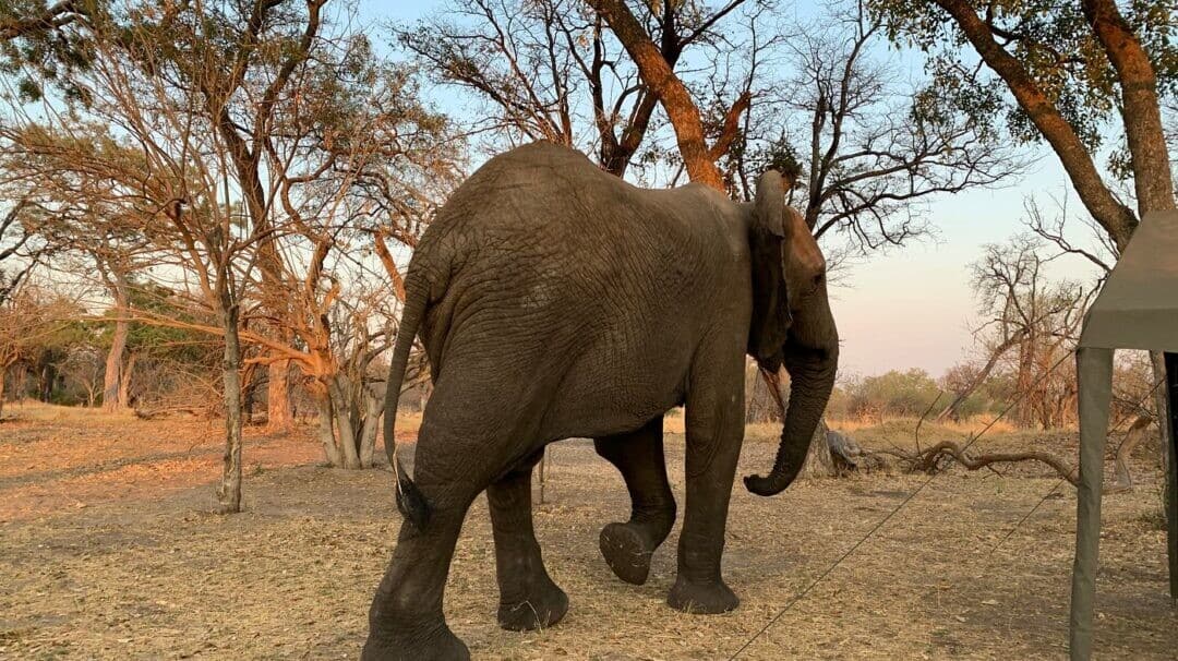 Embrace the wild: Walking safari in Okavango Delta, Botswana