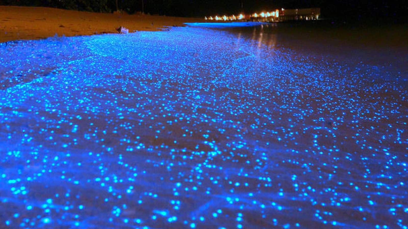 Marvel at Vaadhoo Island's glowing waves