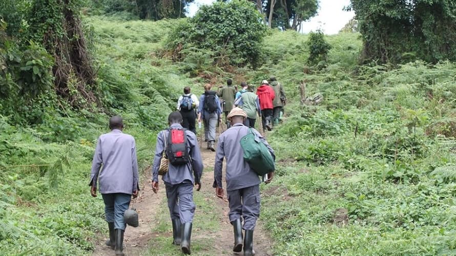 Gorilla trekking adventure in Virunga National Park, Congo