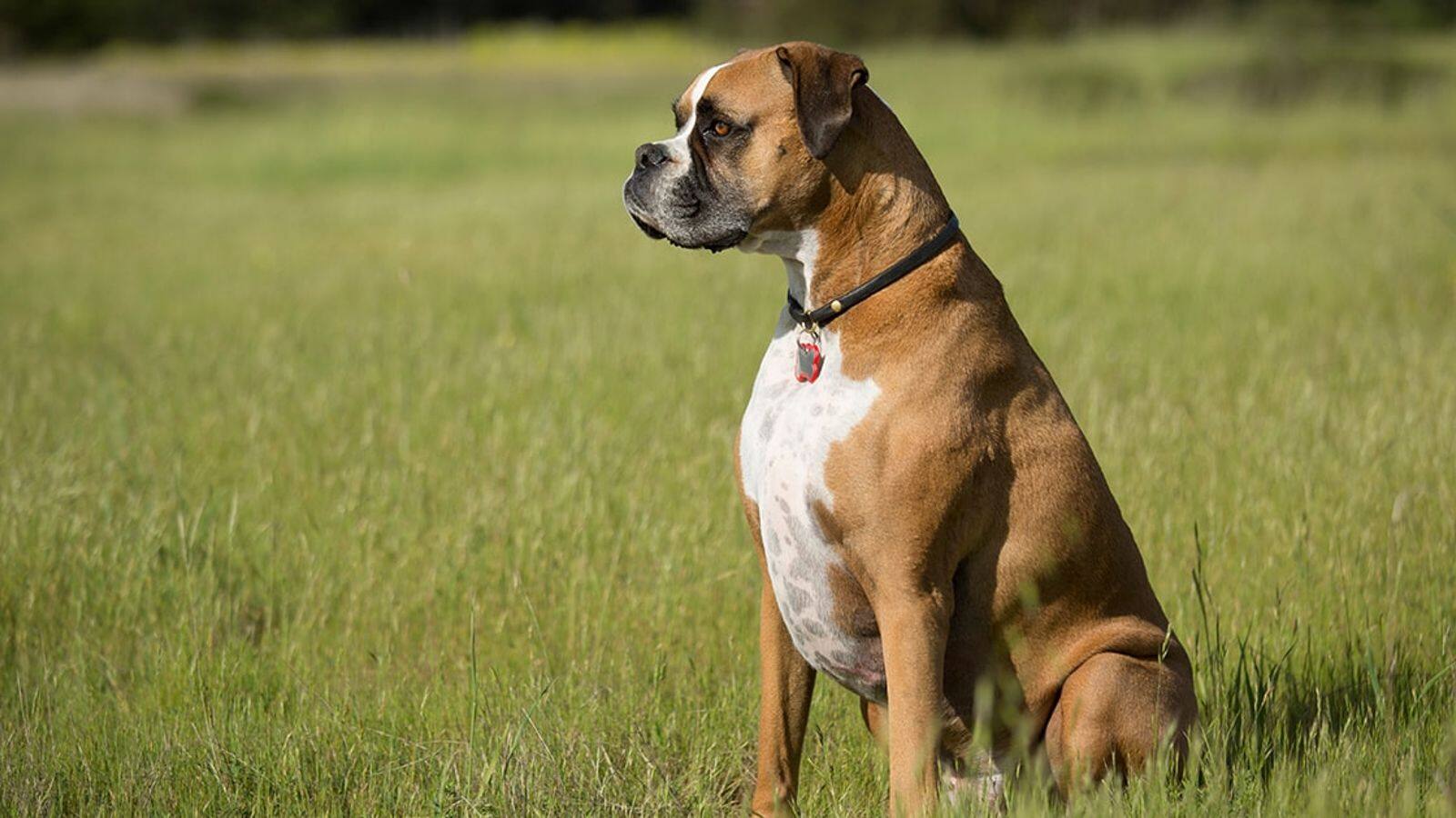 Essential skincare tips for your Boxer