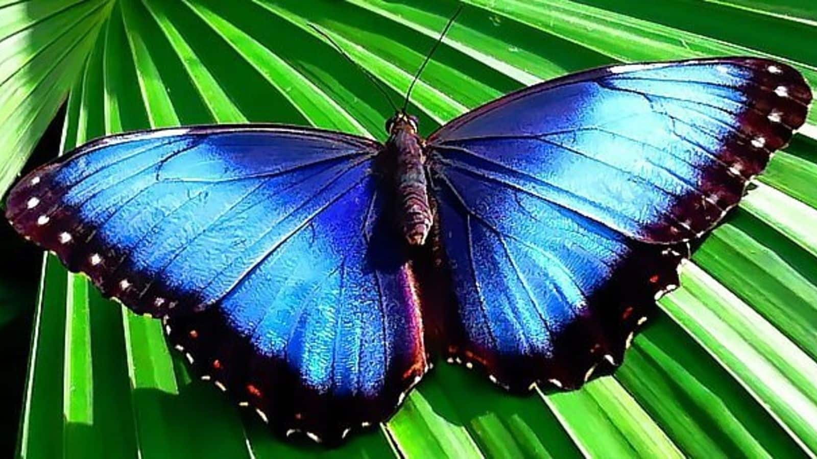 Monteverde, Costa Rica is a butterfly haven