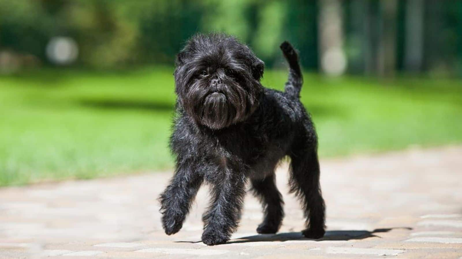 Got an Affenpinscher? These tips will help you train it