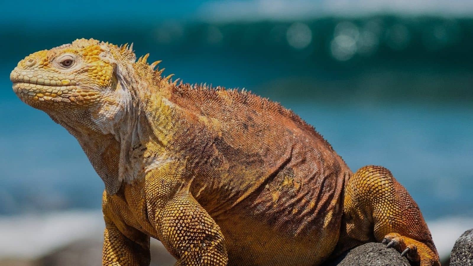Explore exotic wildlife at the Galapagos Islands