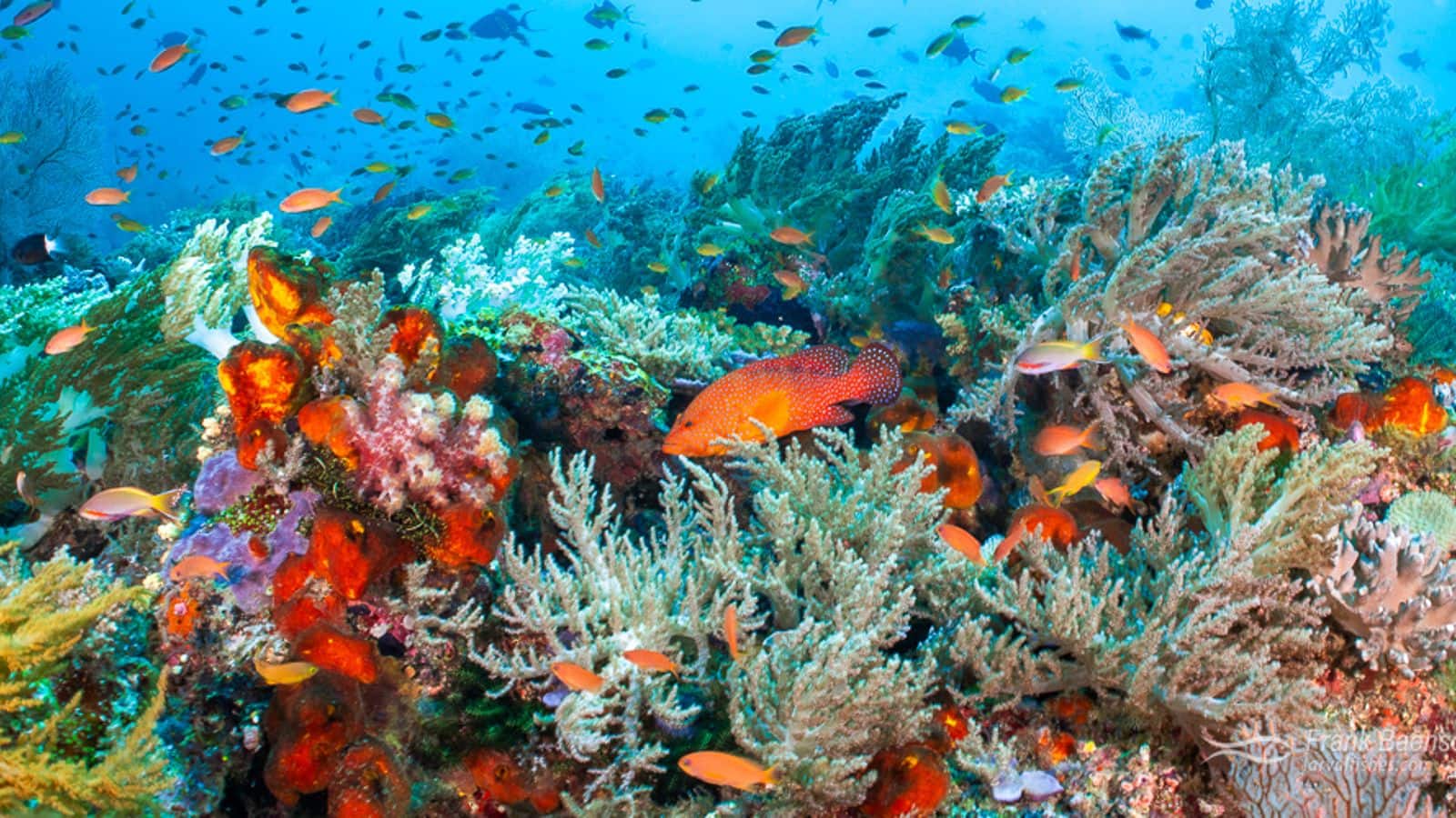 Dive into Raja Ampat's underwater paradise in Indonesia